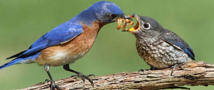 what do baby birds eat​