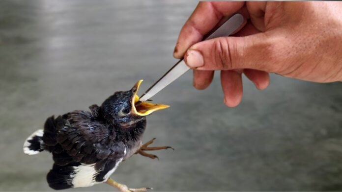 what to feed a baby bird​