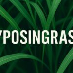 Lyposingrass